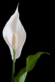 Spathiphyllum wallisii is a smaller peace lily, reaching only 12 inches tall. How To Grow Peace Lily Spathiphyllum Plus Care Guide Tips