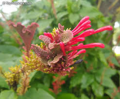 Image result for Odontonema cuspidatum