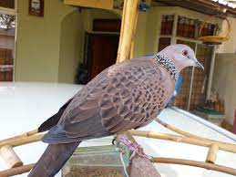 Suara burung terkukur developed by. Terkukur Animals Animal Kingdom Parrot