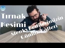 Sfenks Kedilerimizin Gunluk Halleri Kedilerimizin Tirnagini Kestik Youtube Sfenks Sphynx Kedi