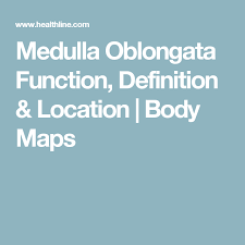 Medulla Oblongata Function Definition Location Body Maps Body Map Brain Anatomy And Function Body