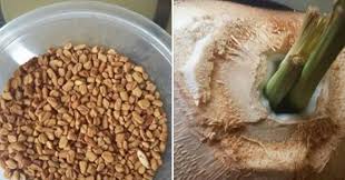 Dalam penelitian disebutkan bahwa kandungan antioksidan ini bisa memberikan dampak positif jika dikonsumsi oleh orang dengan kondisi hiperusemia. Turunkan Darah Tinggi Dengan Kelapa Muda Halba Serai Rencah Rasa