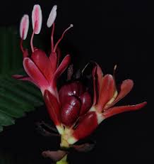 Image result for Eriosema montanum