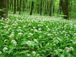 Medobory Reserve :: Про нас