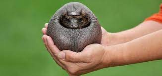 Bald Hedgehog Without Spines Has No Friends Hairless Animals Hedgehog Animal Animals
