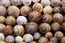 Slug Snail Spirit Animal Folklore And Symbolism