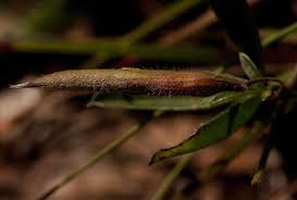 Image result for Pearsonia mesopontica
