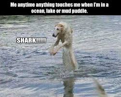 Afternoon Funny Picture Dump 35 Pics Funny Pictures Funny Captions Cute Funny Animals