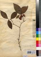 Image result for Gymnosporia gracilipes