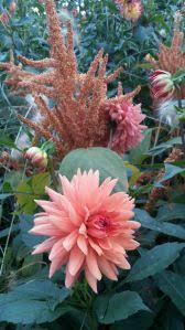 Throwback Thursday Dahlia Fire In Berlin S Britzer Garten Dahlia Planting Flowers Blooming Flowers
