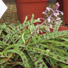 Image result for Ledebouria Unidentified sp. no4.