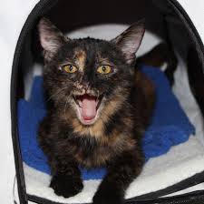 Panting is not normal in cats. Cat Panting Is It Normal For Cats To Pant Wildernesscat