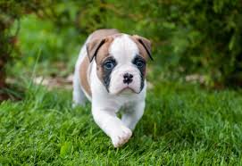The american bulldog is a little bit more chill in temperament but equally fun. American Bulldog Steckbrief Charakter Wesen Und Haltung