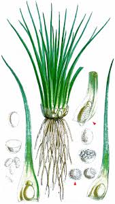 Image result for Isoetes schweinfurthii