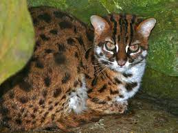 Leopard Cat - Encyclopedia of Life