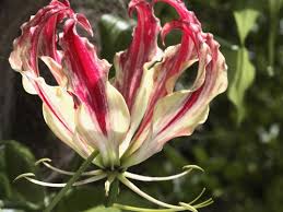 I nomi dei fiori particolari sono numerosissimi, le orchidee sono solo una delle tante famiglie in grado di offrire spettacoli per la vista e colpire per la 45 articoli trovati ingrosso nomi di fiori nel commercio ingrosso collane con ciondolo. 5 Fiori Tropicali Particolari One Giardinaggio