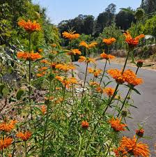Image result for Leonotis