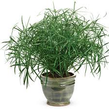 Image result for Cyperus maculatus