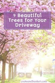 Fast growing flowering trees zone 9. 9 Beautiful Trees For Your Driveway Crate And Basket