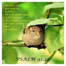 Choose a verse from psalm 91. Psalm 91 4 Bible Students Daily