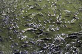 Jenis Pakan Ikan Nila Yang Bagus Untuk Pertumbuhannya