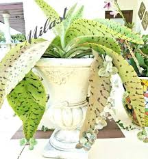 Image result for Kalanchoe gastonis-bonnieri