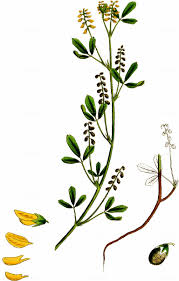 Image result for Melilotus indicus