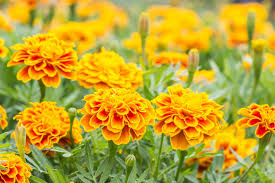 Soil marigolds have no particular soil requirements. How To Grow French Marigolds Planting Marigolds In Your Garden