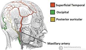 The vertebral arteries ascend through the neck inside the transverse foramina of the cervical vertebrae, all the way to the brain. Major Arteries Of The Head And Neck Carotid Teachmeanatomy