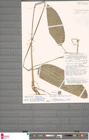 Image result for Marantochloa leucantha