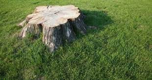 Pin On Lawn Care And Garden