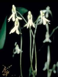 Image result for Angraecopsis parviflora