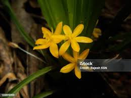 Image result for Curculigo pilosa