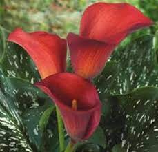 Online Wholesale Bulk Discount Mini Calla Lily Red Aranal Mini Calla Lilies Calla Lily Flowers Calla Lily