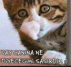 Kedi Replikleri 3 Icin 200 Fikir Kedi Komik Komik Kediler