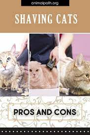 Shaving Cats Pros And Cons Cats Senior Cat Care Shaved Cat