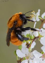 Bumblebee Bombus Dahlbomii Chile Animal Lover Bumble Bee Animals