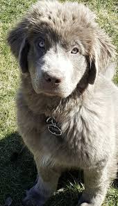The most common newfoundland puppies material is ceramic. Are Newfoundland Dogs Ever White In Color Quora