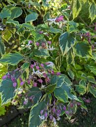 Image result for Clerodendrum ternatum