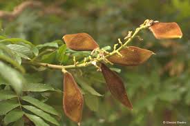 Image result for Millettia grandis