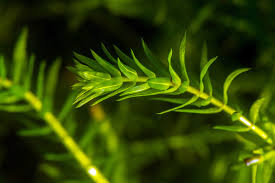 Image result for Elodea