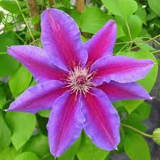 Image result for Clematis