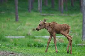 Image result for moose in spring