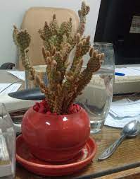 Hunker may earn compensation through affiliate links in this story. Bunny Ear Cactus Opuntia Microdasys Care Information