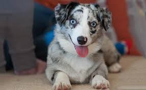 Fortunately for prospective dog owners, border collies and australian shepherds if you're considering a border aussie mix, a puppy may be the best way to go. Australian Shepherd Mix 20 Interesting Aussie Cross Breeds Petmoo