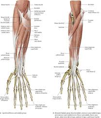 Brachioradialis , extensor carpi radialis longus , extensor carpi from the arm muscle diagram above, the muscles of the arm that can be seen easily on the surface include biceps, triceps, brachioradialis, extensor carpi. Elbow Forearm Atlas Of Anatomy