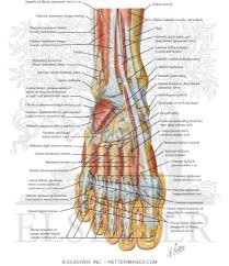 Netter S Concise Orthopaedic Anatomy