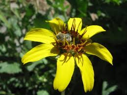 109 west b street, pueblo, colorado 81003. Pueblo West Xeriscape Demonstration Garden Pueblo West Plant Select