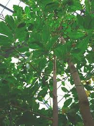 Image result for Antiaris