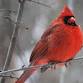 Birding at River Lea event in Grand Island, NY